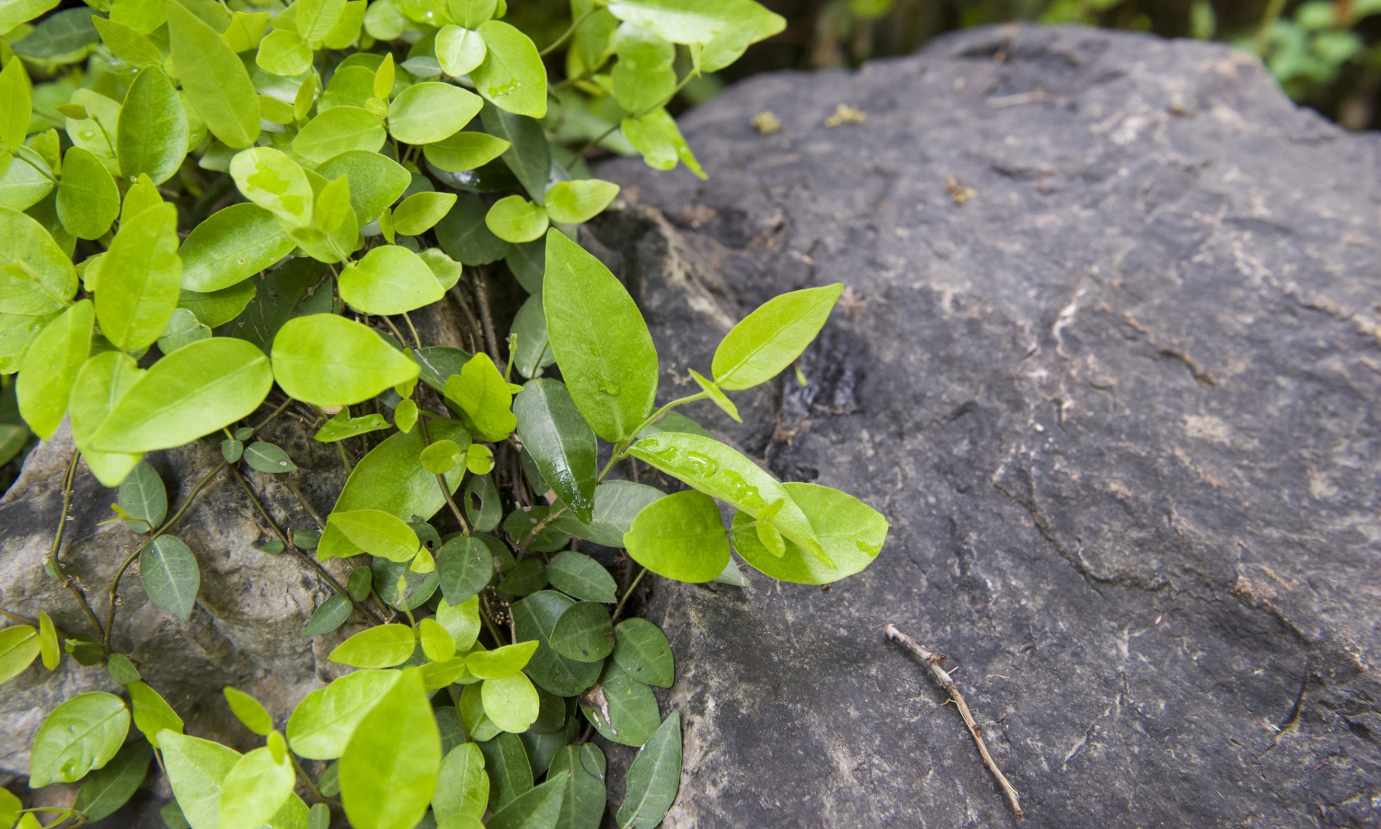 Health Solutions Centre